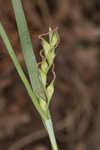 Radford's sedge